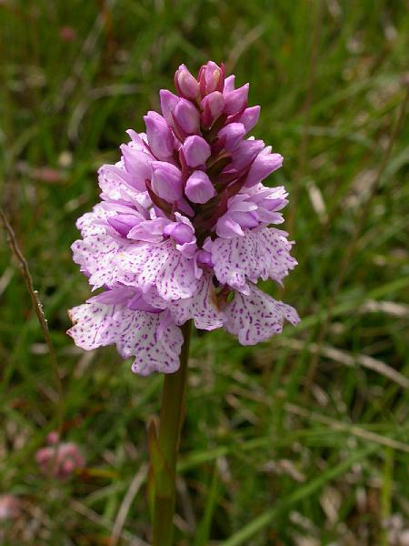 Orchid on Dartmoor.jpg